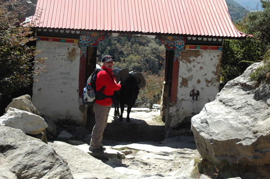 Tiere haben Vorfahrt im Khumbu