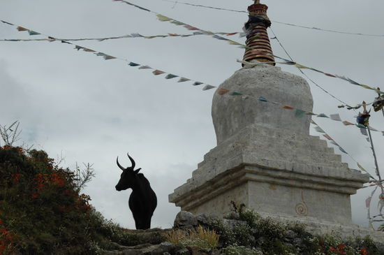  Da steht ne Kuh auf'm Flur.....