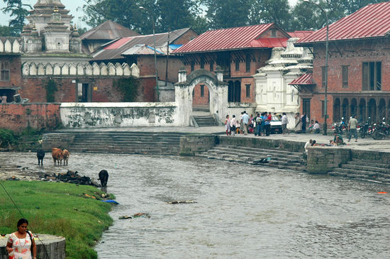 Auch die Kühe finden es interessant