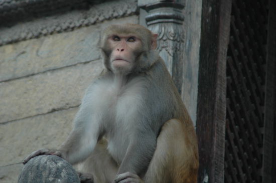 ....oder der nicht lustig schauende Affe, der im Moment den bösen Blick einiger Deutscher hat?