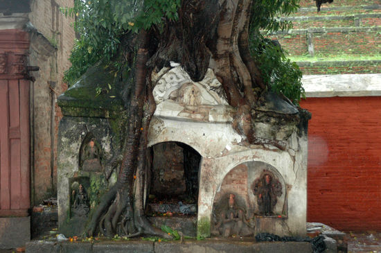 Kleiner Tempel im Baum