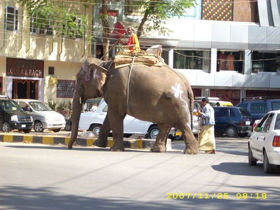 Kleine süsse Elefanten mitten auf dem Weg