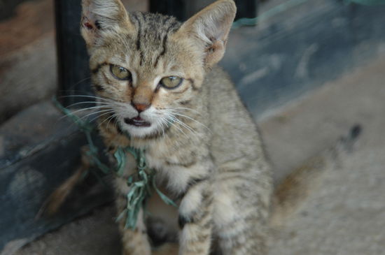 Wo soll die kleine angeleinte Mizi schon hinrennen?