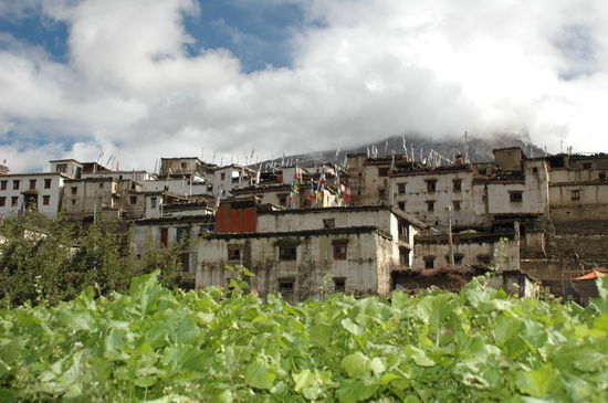 Felder, die bis an die Haustüren gehen
