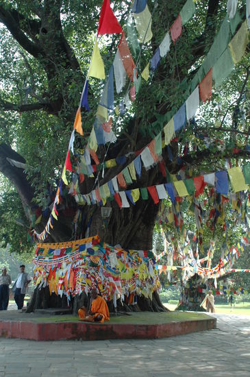 Baum der Empfängnis