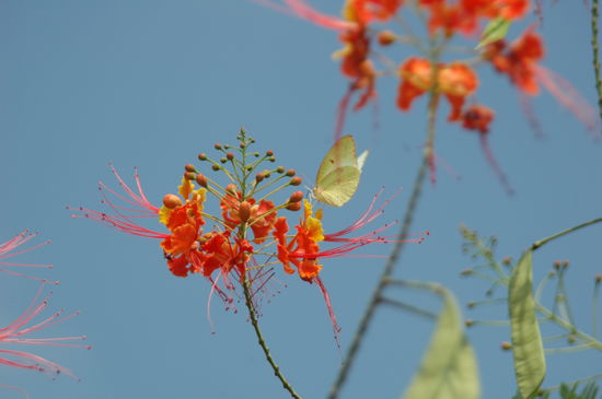 Damit man einmal sieht das es auch ein Garten ist