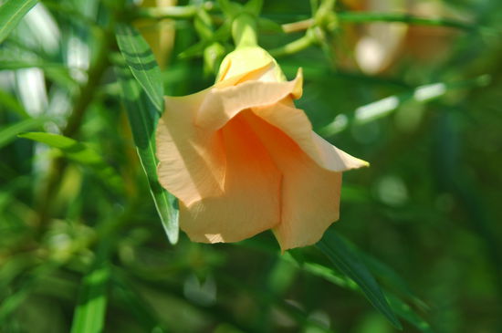 Wunderschöne Blumen