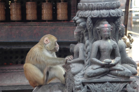 Die Affen vom Swayambu