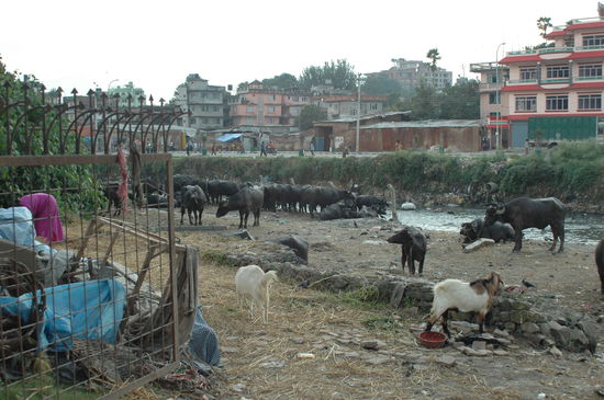 Mitten in der Hauptstadt Wassebüffel
