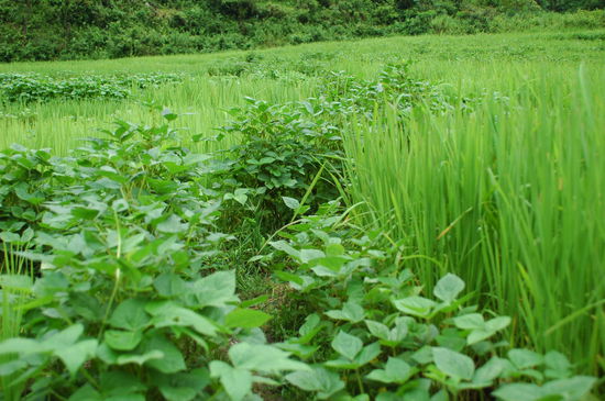 Reis und Soja Pflanzen