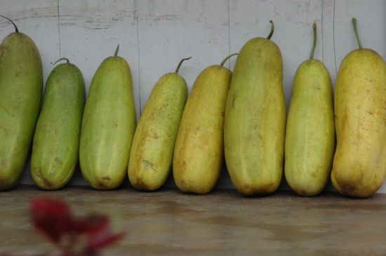 "Kleine" Gurken in Nepal