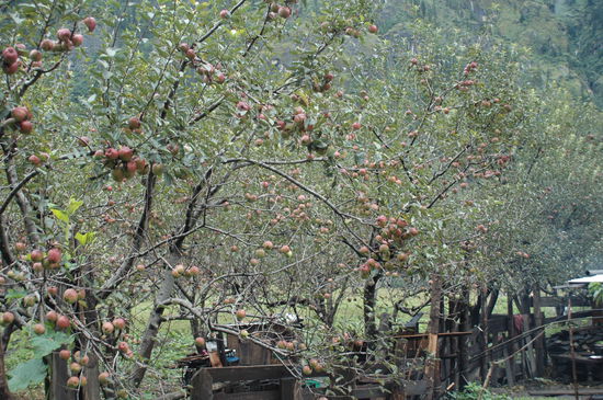 Unterwegs gibt es viele Apfel Plantagen