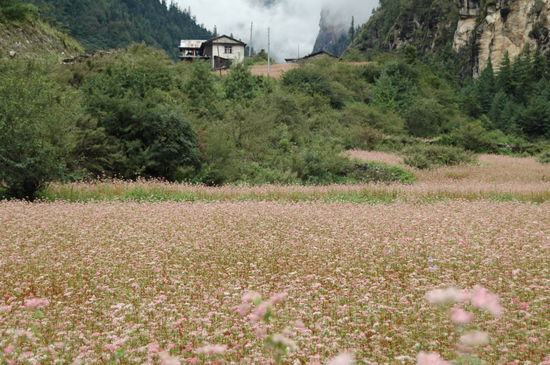 Hier gibt es mal ein schönes Blumenfeld