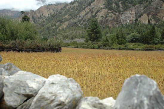 Immer wieder Felder zwischendrin