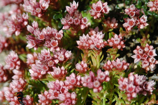 .....und schöne Blümelein wachsen auch noch