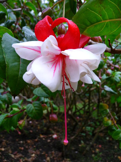 Wunderschöne Blumen im Botanischen Garten von Quito