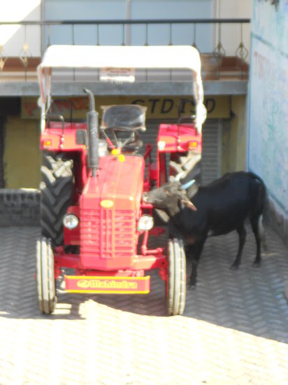 der neue trääääcker wird neugierig beschnuppert