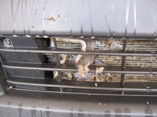 Ja der Vogel tat uns schon leid, aber bremsen war nicht drin...