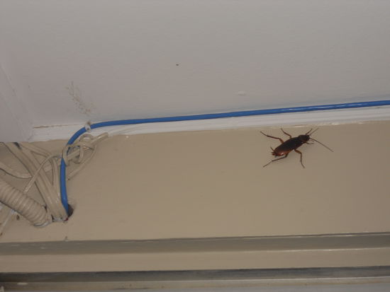 Er ist ca. Zeigefinger gross und mitlerweile staendig anzutreffen... Nun gut vill. schreckt er ja die Ameisenarmee im Zimmer ab... Mal abwarten...