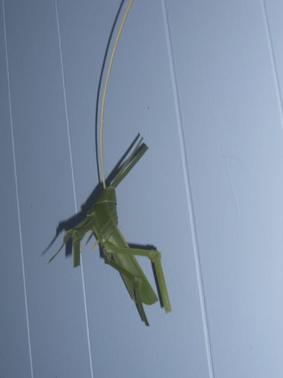 Arturo ist mein einziger Mitbewohner gewesen, der mich laenger begleitet hat als nur einen Tag.. leider hat die Putzfrau ihn mitgehen lassen.. sie war bestimmt neidisch.. es soll uebrigens einen Grashuepfer darstellen 