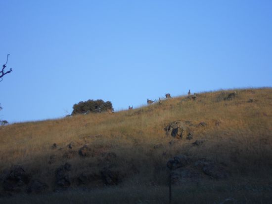 meine ersten Kaenguruhs in freier Wildbahn.. und dann auch gleich so grosse....