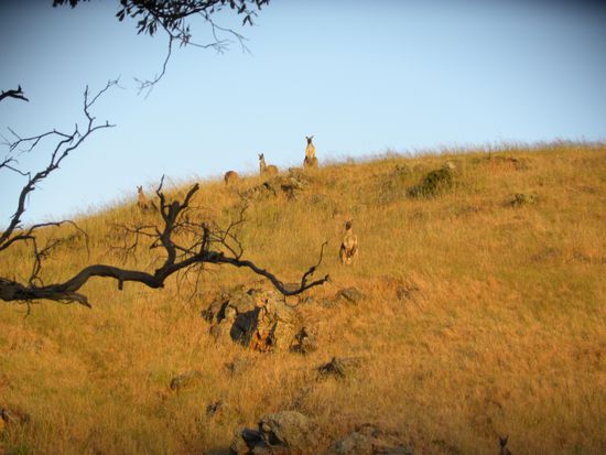 bevor ich sie verscheucht habe, konnte ich so gerade noch ein Bild machen...