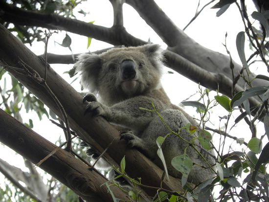 er schaut auch genau in die Kamera