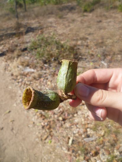 Hey Fabi..da musste ich an das Pokemon denken, das der Typ vom Team rocket hat, was ihn immer selbst angreift.. ich hoffe du weisst, was ich meine... 