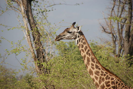 Giraffen haben etwas graziles an sich...