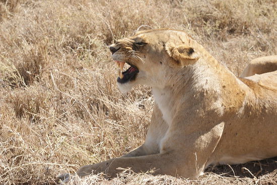 Die meiste Arbeit in einem Löwenrudel erledigen die Weibchen.