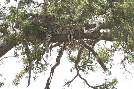 Ein Leopard ruht sich mitsamt seiner Beute, eine Antilope, auf einem Baum aus.