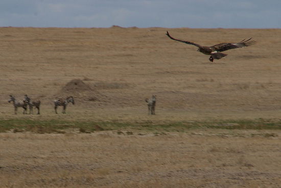 Im Ngorongoro-Krater