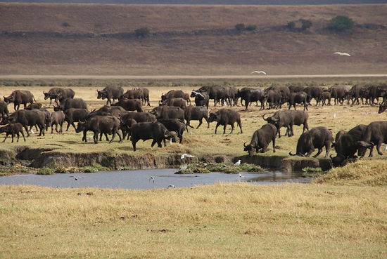 Büffel am Wasserloch