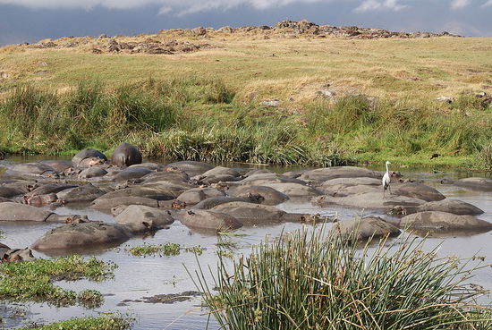 Nilpferde im Ngorongoro-Krater