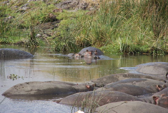 Im Ngorongoro-Krater unterwegs