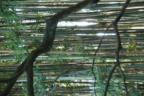 Ein Wald aus dichtem Bambus umgibt den Koto-in. (Leider habe ich auf meinem Mini-Notebook keine Software drauf zum Bilder drehen und kann auch keine downloaden - sorry, muss wartenm, bis ich wieder in Deutschland bin.)