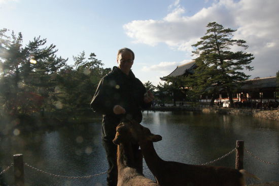 Lunchtime für die heiligen Rehe.