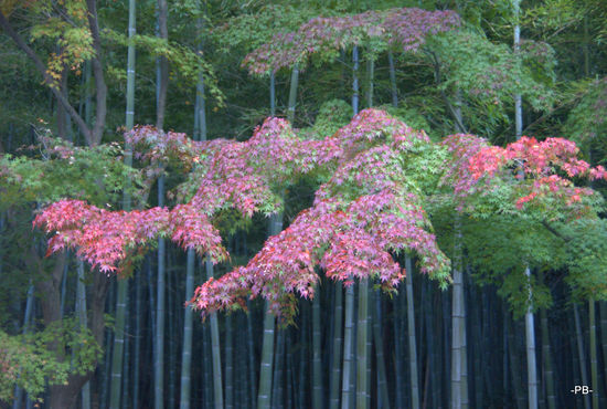 Kyoto: Im Bambuiwald von Arashiyama.