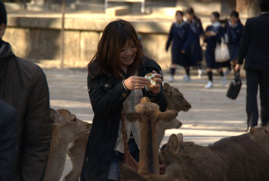 ... mit seinen 1.200 heiligen rehen und Hirschenm, die den Status lebender Nationalschätze haben.