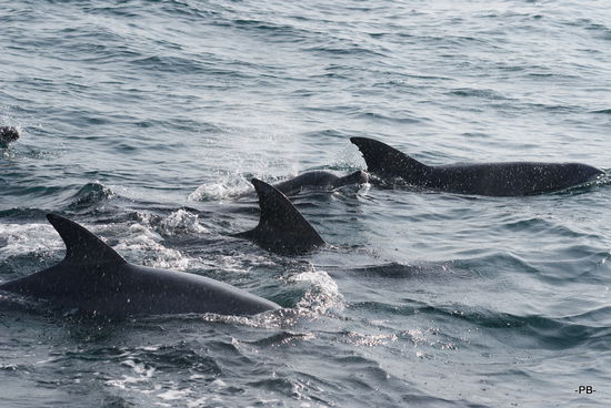 Unterwegs mit Delfinen.