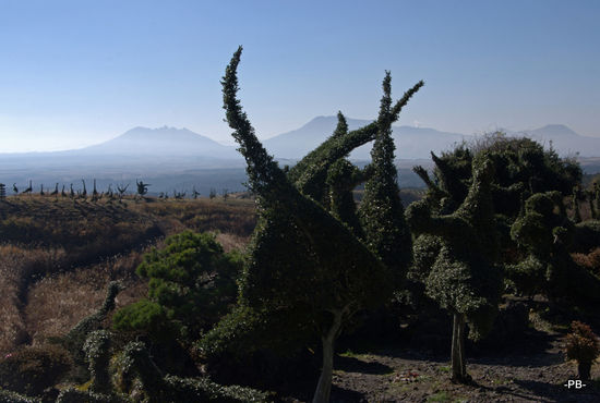 Mt. Aso: In Ubayama findet man einen Garten, wo Hunderte von Tieren aus Hecken zugeschnitten wurden. m Hintergrund die Vulkane des Mt. Aso.