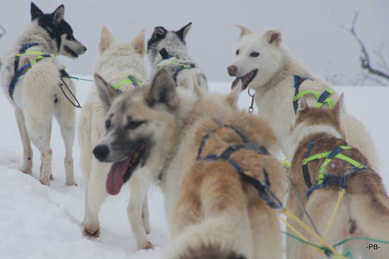 Unterwegs auf dem Hundeschlitten.