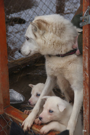 Süüüüüüüüüüüüüüüüüüüüüüß! Nachwuchs bei den Huskies.