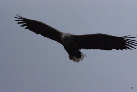 ... um auf einem Fischerboot auf Seeadler-Safari zu gehen.