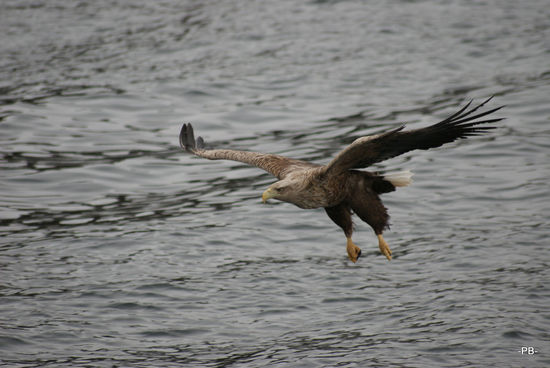 Ein Seeadler auf der Jagd.