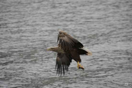 Ein Seeadler, erfolgreich auf der Jagd.