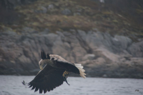 Seeadler in Aktion.