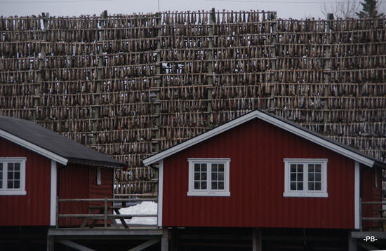 In Svolvaer wird Stockfisch getrocknet.