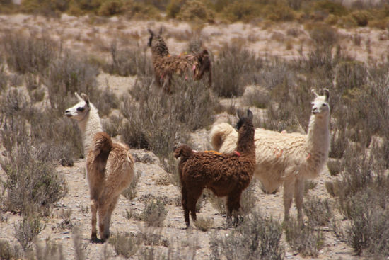 Lamas an der Bahnstrecke.