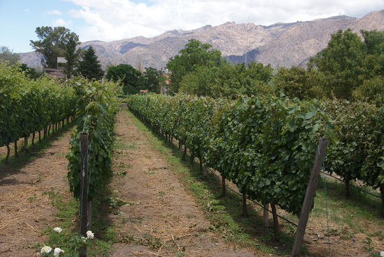 Direkt an der Weinquelle.